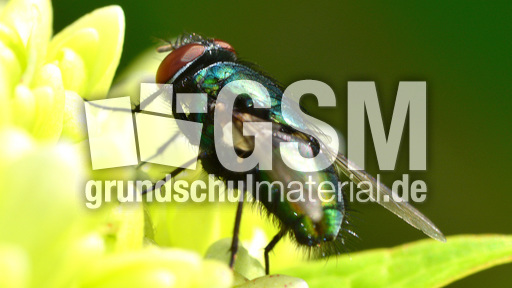 Schmeißfliege (7).jpg